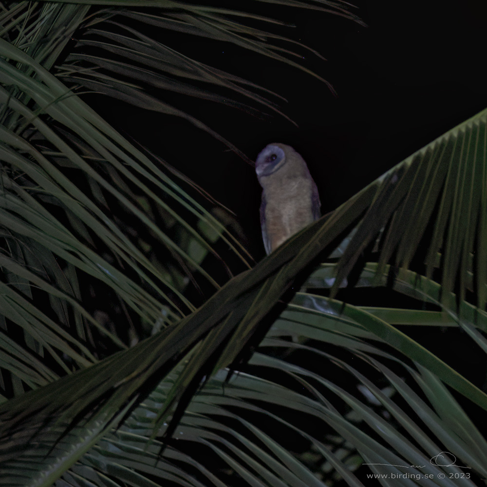 ASHY-FACED OWL (Tyto glaucops) - Stng / Close